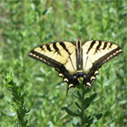 Migratory Butterfly in Southern California
