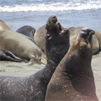Elephant Seals in Central Coastal California
