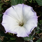 Morning Glory